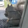 squirreleatingwings
