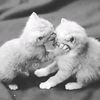 sarah_bou9_5
