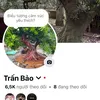 tbbonsai