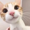 meozzgo