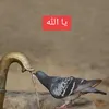 h_sexani
