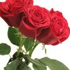 daniel_taes