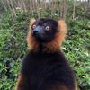 nacholemur