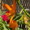 daylilliesdelight