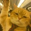 ingcatss