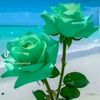 thiha5675