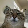 katorcat010