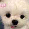 csccutie