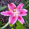 carolsmith799