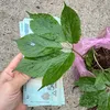 tranhaiyen00