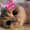 xiiseyy7