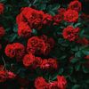 arose_jahan_orpa