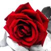fofo_almalki1