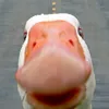 donxs7