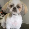tilytheshihtzu