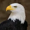 fabiojjrf