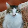 catmania813