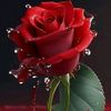 user179276464