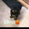 chop_.5