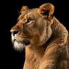 el.leon2128