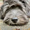 bergamasco_percy