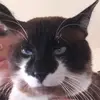 nila_bean42069catmusk