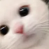 _nikonikodaaaaa