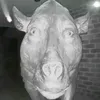 cmmo3333
