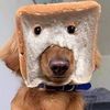 shakinbabybacon