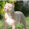 luchet1