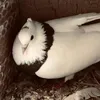 dyg2ffplrzyc