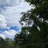 rodiah812