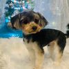 shan_4178
