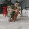 hoaipl