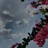 57_ivs
