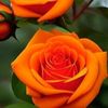 abd..36