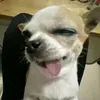 ngoanxinhyeu_yv