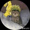 520_gordito