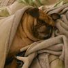 ladypuggalina