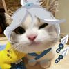 rinoxavier0