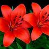 rioflower1