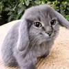 mirokinfr