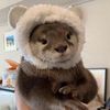 patuekratt