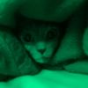 chibbycat