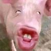 .fefek_