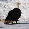 anishinaabe.alaska
