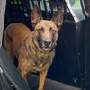 k9ashley_uscg_retired