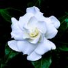 amor_de_gardenia