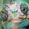 thebeardedlizard
