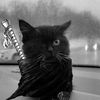 ccatmaster9000
